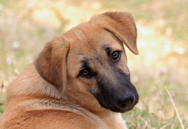Dog Portrait Innocent Looking Macro — Stock Photo, Image
