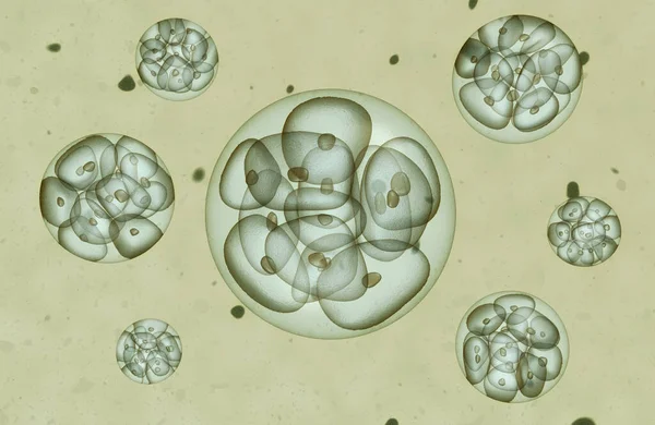 Рендеринг Эмбриона Глубина Поля — стоковое фото