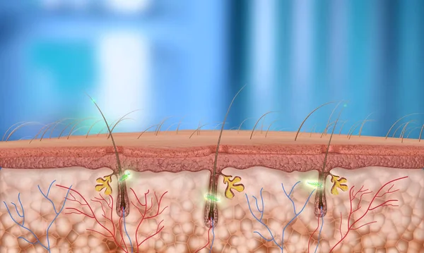 3d Render Saç Folikül (Alanın Derinliği)