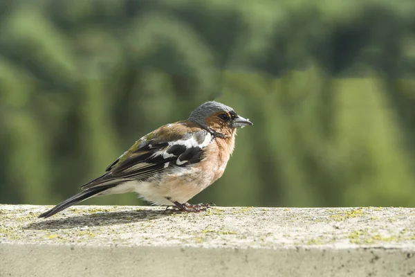 Chaffinch, Fringilla coelebs, single bird on wall, Warwickshire