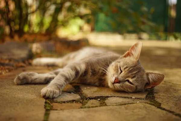 Szary Kot Relaks Słonecznym Jesiennym Ogrodzie — Zdjęcie stockowe