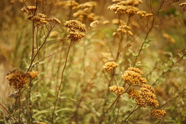 秋の野に乾燥した矢印の花を持つ自然背景 秋の牧草地 — ストック写真
