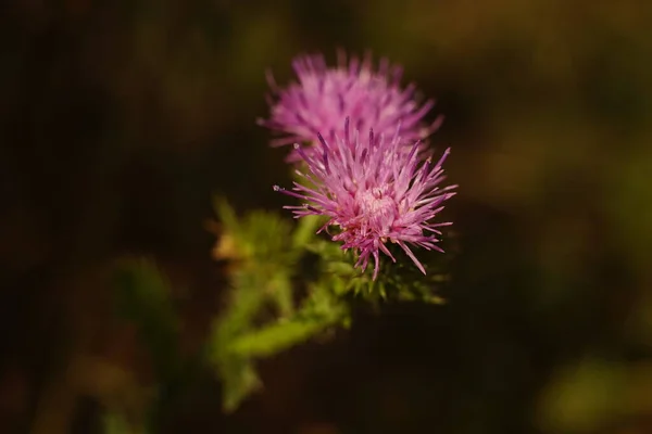 Planta Cardo Púrpura Crece Oscuro Jardín Otoño Soleado —  Fotos de Stock