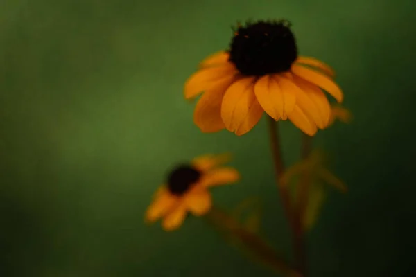 Sárga Virágok Csokor Sötétzöld Háttér — Stock Fotó