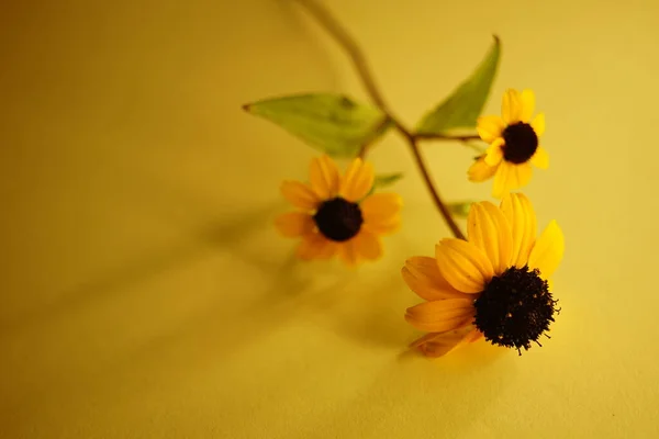 Trzy Żółte Kwiaty Bukiet Żółtym Stole — Zdjęcie stockowe