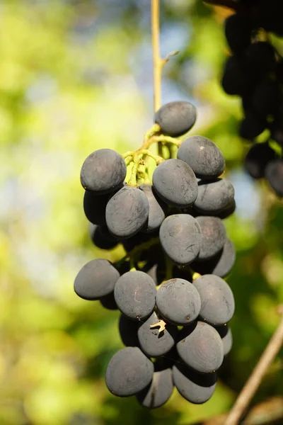 Dojrzałe Ciemnoniebieskie Winogrona Rosną Słonecznym Jesiennym Ogrodzie — Zdjęcie stockowe