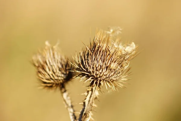 Güneşli Kahverengi Tarlada Yetişen Dikenli Kuru Bitki Makro Resim — Stok fotoğraf