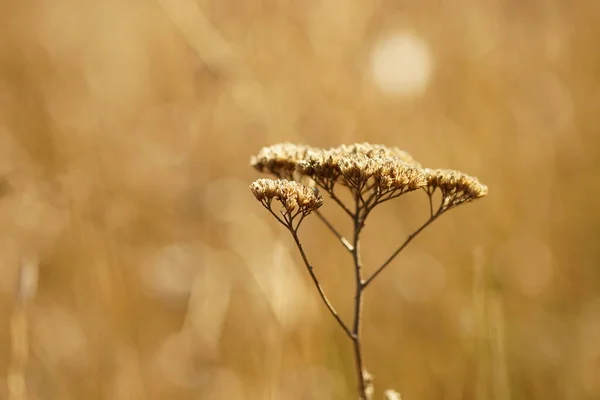 Fundo Dourado Natural Com Flores Secas Yarrow Campo Outono — Fotografia de Stock