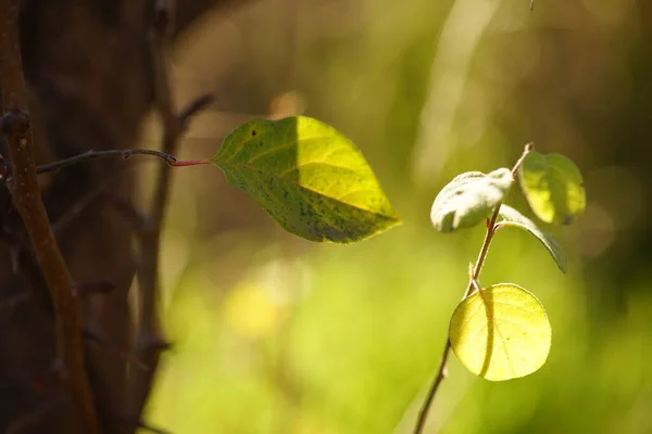 Detailní Záběr Větví Hruškovníku Zelenými Listy Podzimní Zahradě — Stock fotografie