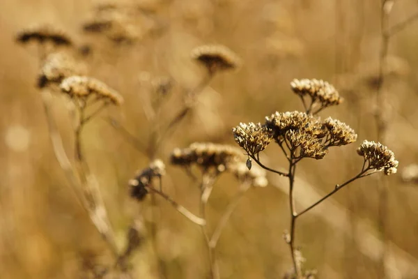 秋の畑に乾燥した矢印植物と自然黄金の背景 — ストック写真
