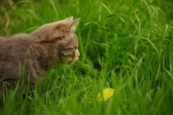 Szary Kotek Polowanie Mokrej Zielonej Trawie Jesiennym Ogrodzie — Zdjęcie stockowe