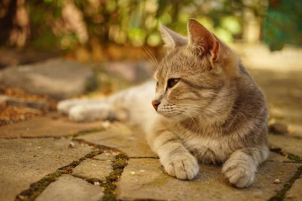 日当たりの良い秋の庭の灰色の猫の休息 — ストック写真