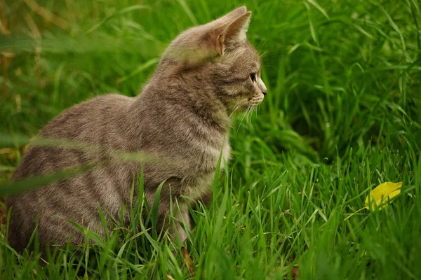 Pisoi Gri Odihnește Grădina Toamnă Pisica Stă Iarbă Verde Umedă — Fotografie, imagine de stoc