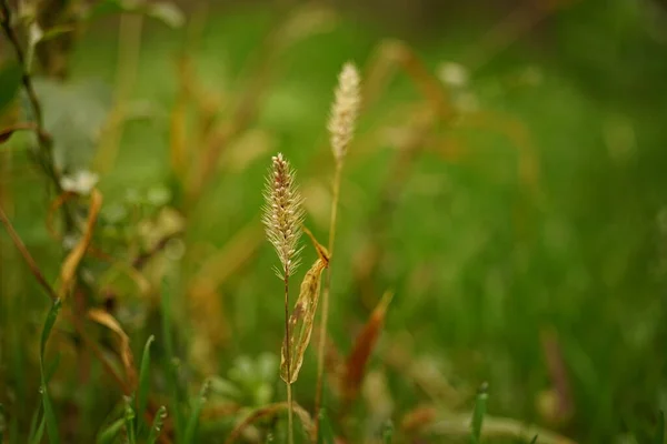 Torrt Gräs Grönt Fält Naturlig Blommig Bakgrund — Stockfoto