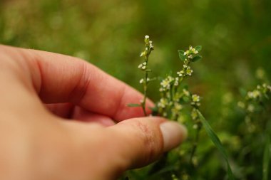 Yeşil tarlada çimenlere dokunan kadın eli. Doğal çiçek arkaplanı.