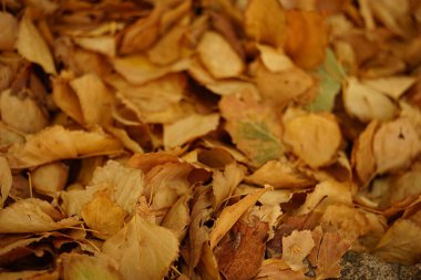 Botanik geçmişi. Altın huş yapraklarıyla kaplı yol.