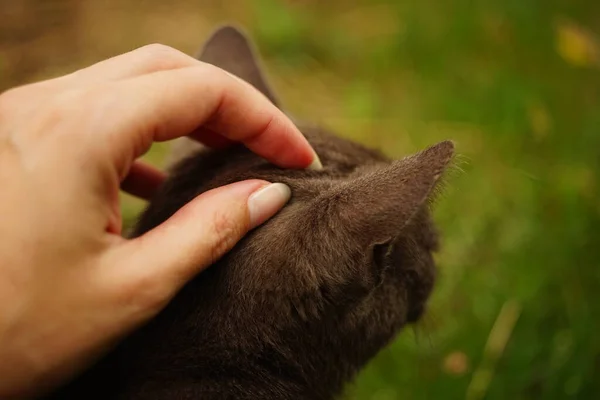 Female Hand Pet Cat Head Garden — Stock Photo, Image
