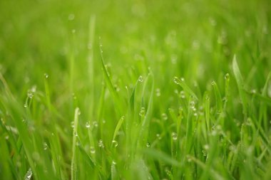 Yağmur damlalarında ıslak yeşil çimenler. Doğal çiçek arkaplanı.