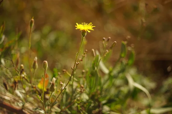Dziki Żółty Kwiat Rośnie Ogrodzie Widok Bliska — Zdjęcie stockowe