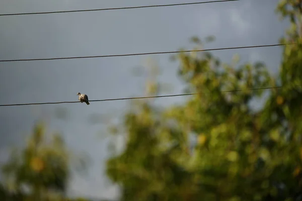 Duva Fågel Sitter Elektrisk Tråd Mot Ett Träd Grå Himmel — Stockfoto