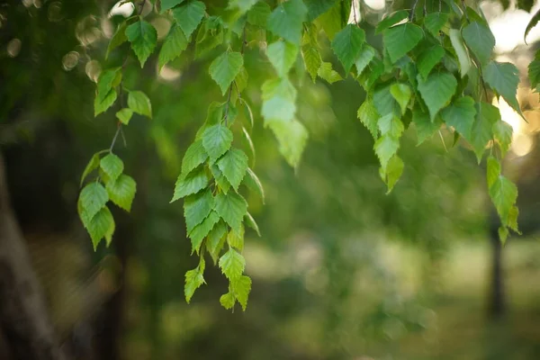 Фон Прекрасних Березових Гілок Зеленим Листям Літньому Саду — стокове фото