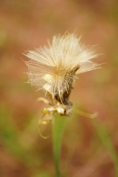 Yaşlı Pofuduk Karahindiba Çiçeği Bahar Bahçesinde Yetişir — Stok fotoğraf