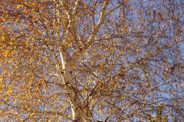 Mavi Arka Planda Altın Yaprakları Olan Güz Huş Ağacı — Stok fotoğraf