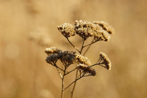 秋野に乾燥した矢印花を咲かせます — ストック写真