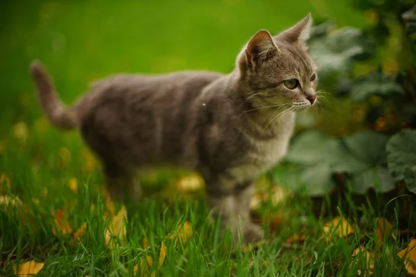 Precioso Gato Gris Caminar Jardín Otoño —  Fotos de Stock