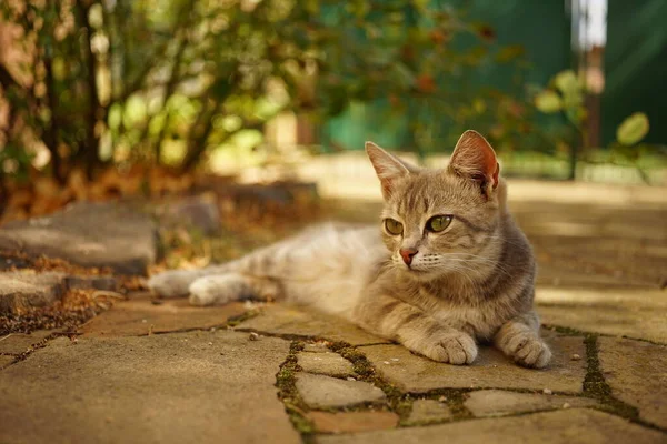 Веселая Серая Кошка Отдыхает Солнечном Осеннем Саду — стоковое фото