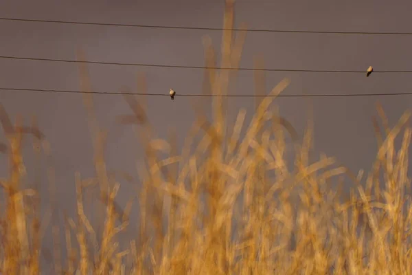 Paysage Automnal Avec Herbe Dorée Deux Pigeons Sur Fils Dans — Photo