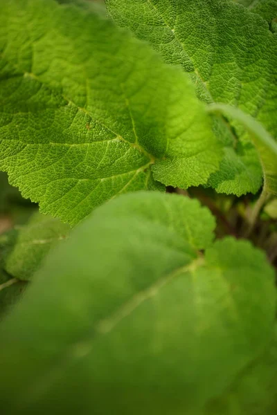 Зелений Кущ Лопуха Росте Літньому Саду — стокове фото