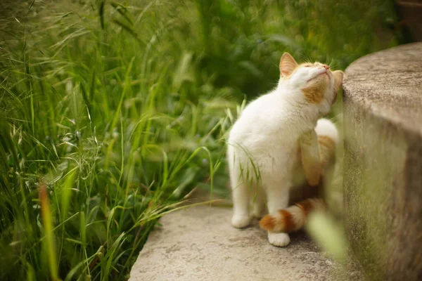 Ginger Biały Kot Łapa Drapie Uchem Letni Gaden Zieloną Trawą — Zdjęcie stockowe
