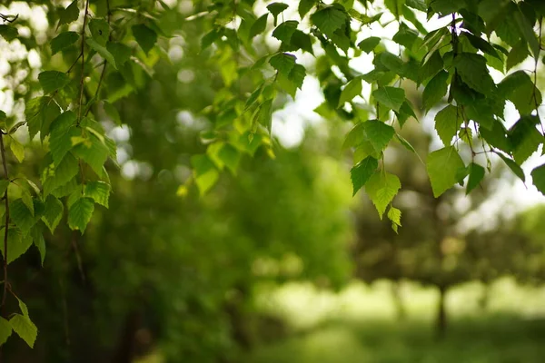 Фон Прекрасних Березових Гілок Зеленим Листям Літньому Лісі — стокове фото