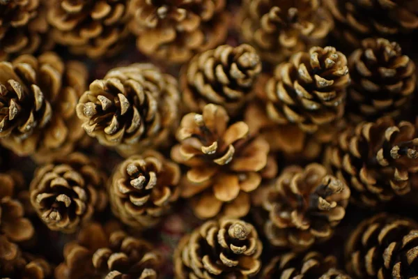 Natural Background Dry Brown Pine Cones — 스톡 사진