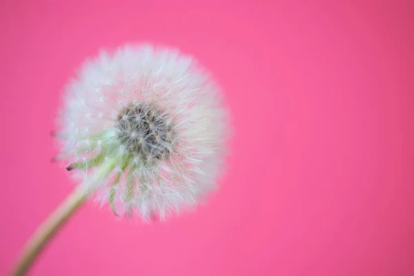 Fluffy dandelion flower on vivid pink background.