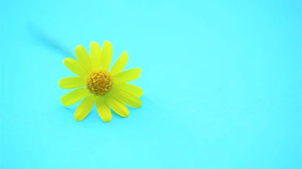 Kleine Gelbe Frühlingsblume Auf Einem Schönen Blauen Tisch — Stockfoto