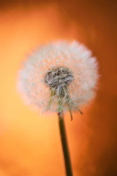 Пухнаста Квітка Кульбаби Блискучому Коричневому Фоні — стокове фото