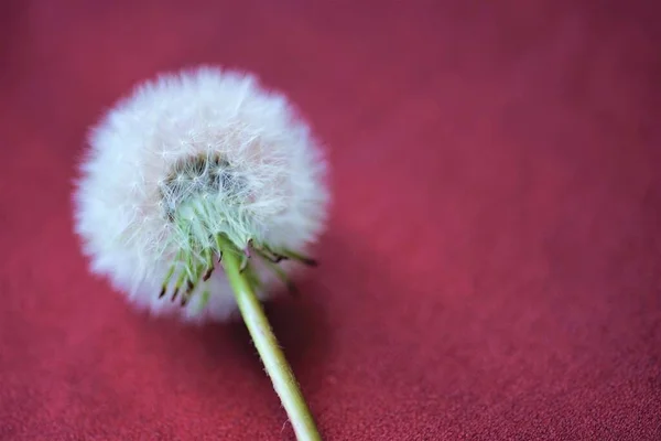 Floare Pufoasă Păpădie Masă Viermi Copiați Spațiul — Fotografie, imagine de stoc