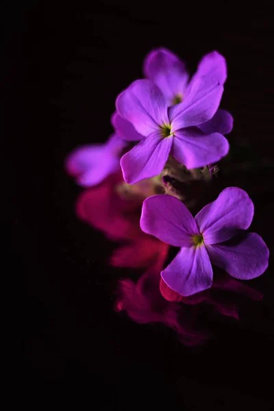 Flores Púrpuras Tiernas Sobre Mesa Brillante Negro Oscuro Con Reflejo Imagen De Stock