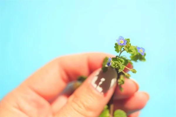 Kleine Lila Blume Weiblicher Hand Auf Blauem Hintergrund — Stockfoto