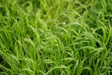 İlkbaharda canlı yeşil çimlerle doğal çiçek arkaplanı.