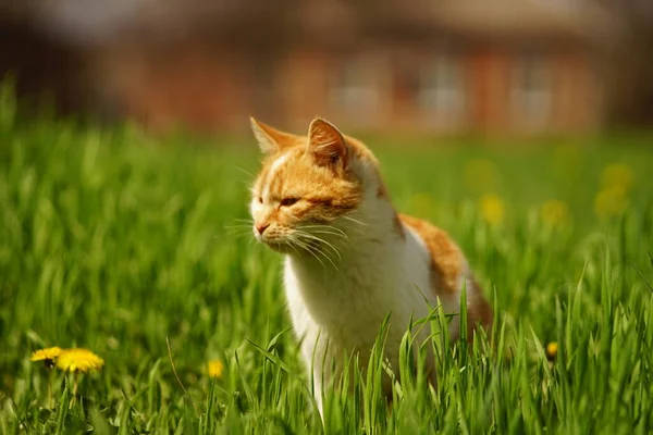 田舎の庭で春の日に黄色のタンポポと鮮やかな緑の芝生の中で生姜の白い猫の散歩 — ストック写真