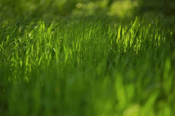 Sköna Färska Grönt Gräs Magisk Vår Trädgård — Stockfoto