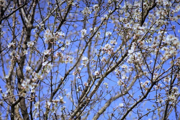 Çiçekli Badem Ağacı Mavi Gökyüzünde Beyaz Çiçekler — Stok fotoğraf