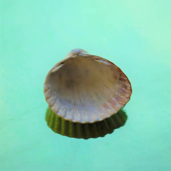 光沢のある緑のテーブルの上に灰色の貝殻 アートカード — ストック写真