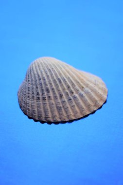 Gri deniz kabuğu canlı mavi bir masada