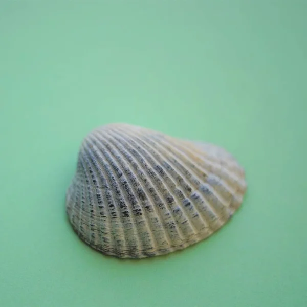 Grey Sea Shell Pale Green Table — Stock Photo, Image