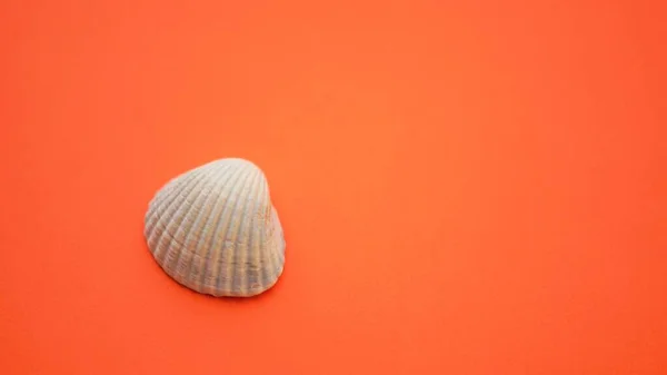鮮やかなオレンジ色のテーブルの上の灰色の貝殻 コピースペース — ストック写真