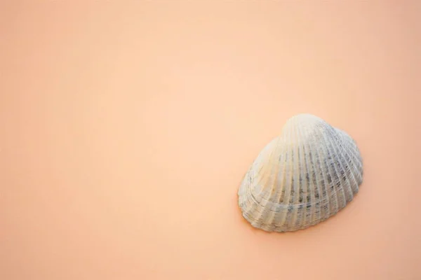 White Grey Seashell Creamy Beige Table — Stock Photo, Image